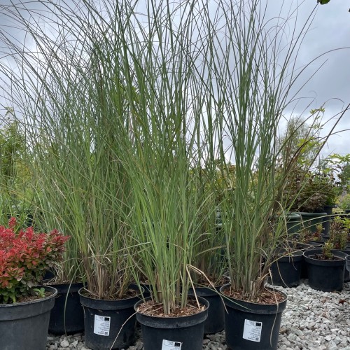 Miscanthus sinensis 'Gracillimus' - Hiina siidpööris 'Gracillimus' P11/0,75L